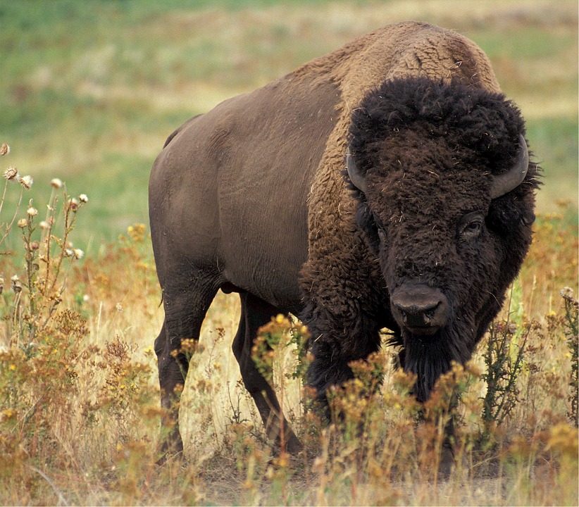 native american buffalo